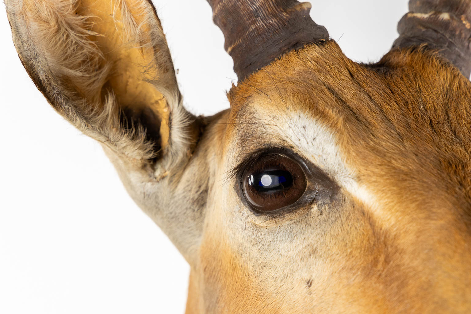 Taxidermie, Kop van een Impala. (W:43 x H:82 cm)