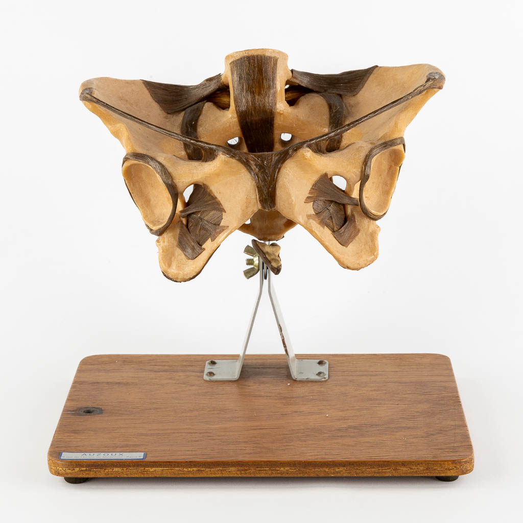 Auzoux Ecole De Medicine, 'Anatomisch model van een Bekken'. (L:26 x W:30 x H:28,5 cm)