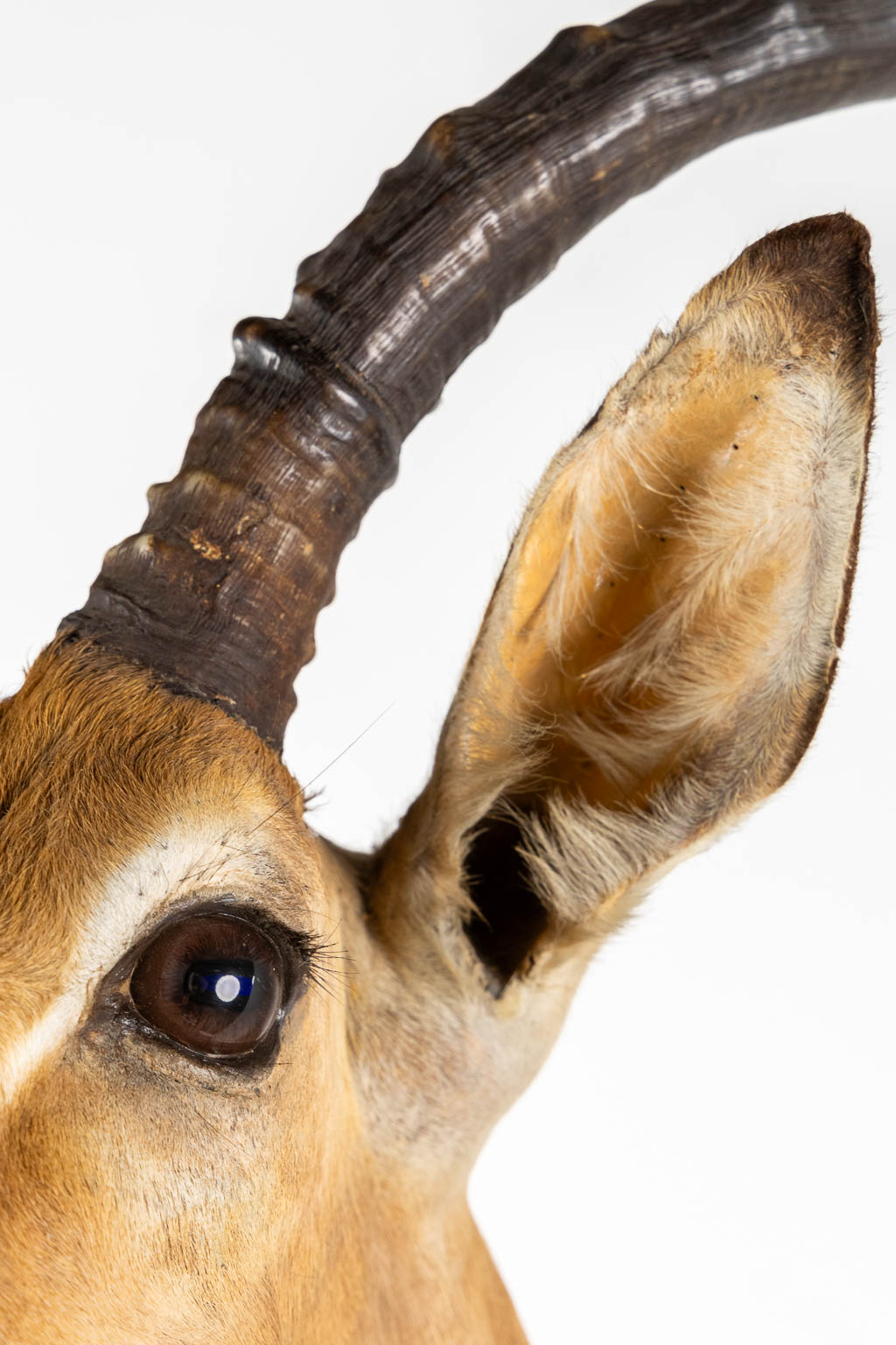 Taxidermy, Head of an Impala. (W:43 x H:82 cm)