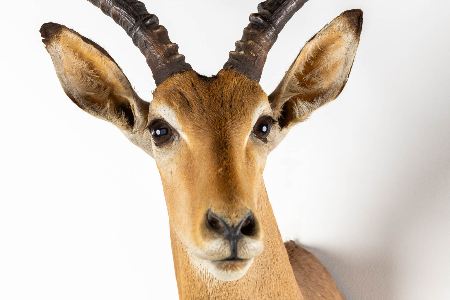 Taxidermie, Kop van een Impala. (W:43 x H:82 cm)