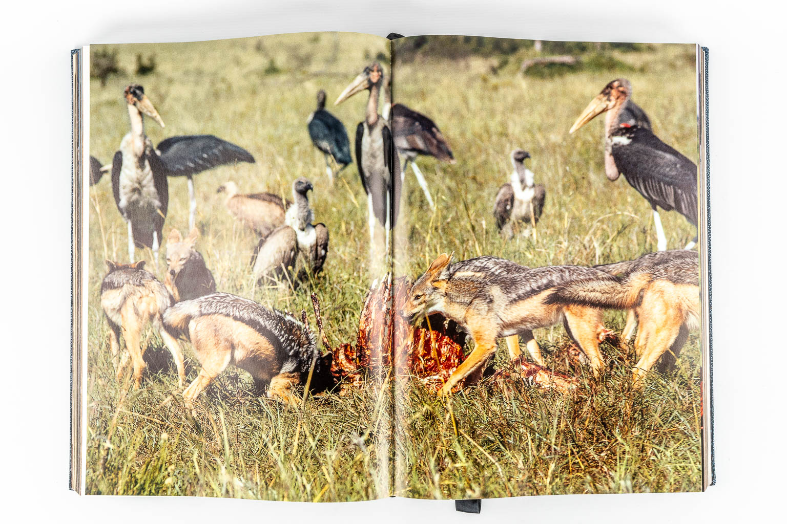 Leni RIEFENSTAHL (1902-2003) 'Africa' Taschen, (2002)