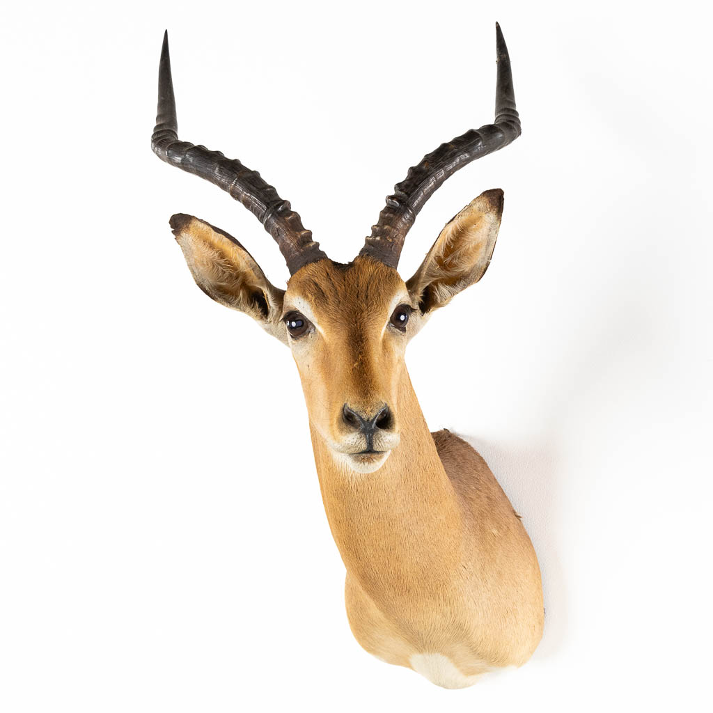 Taxidermie, Kop van een Impala. (W:43 x H:82 cm)