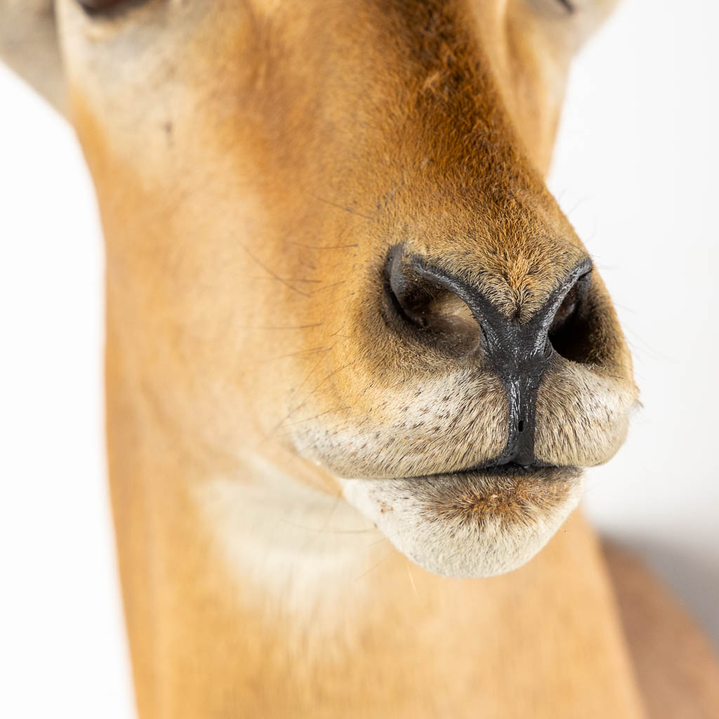 Taxidermie, Kop van een Impala. (W:43 x H:82 cm)