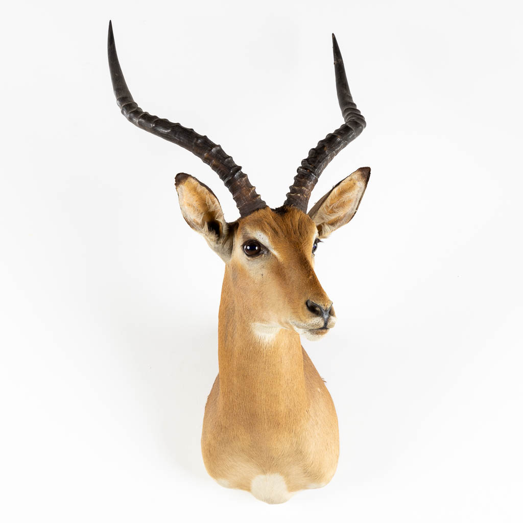 Taxidermie, Kop van een Impala. (W:43 x H:82 cm)