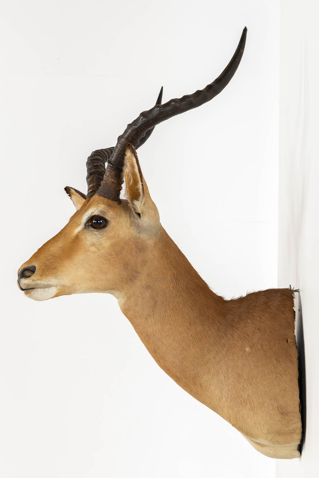 Taxidermie, Kop van een Impala. (W:43 x H:82 cm)