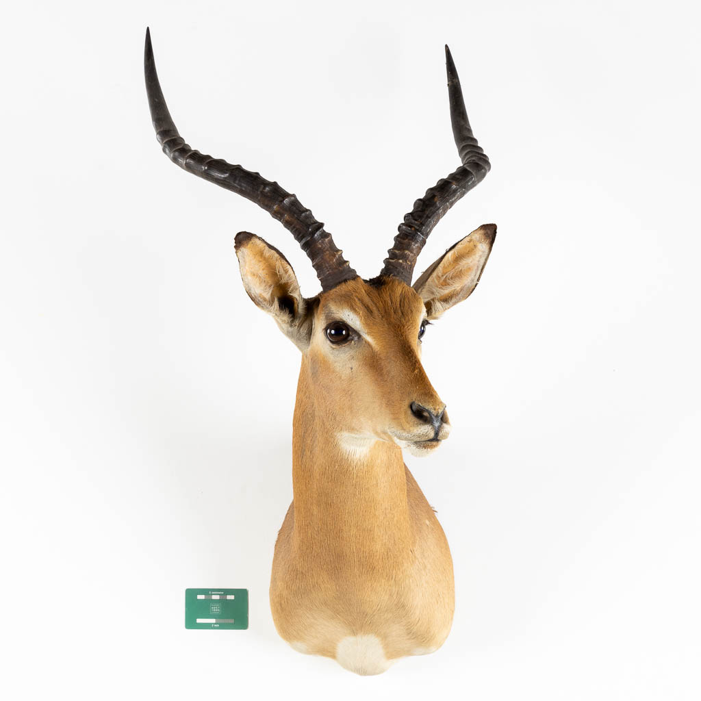 Taxidermie, Kop van een Impala. (W:43 x H:82 cm)