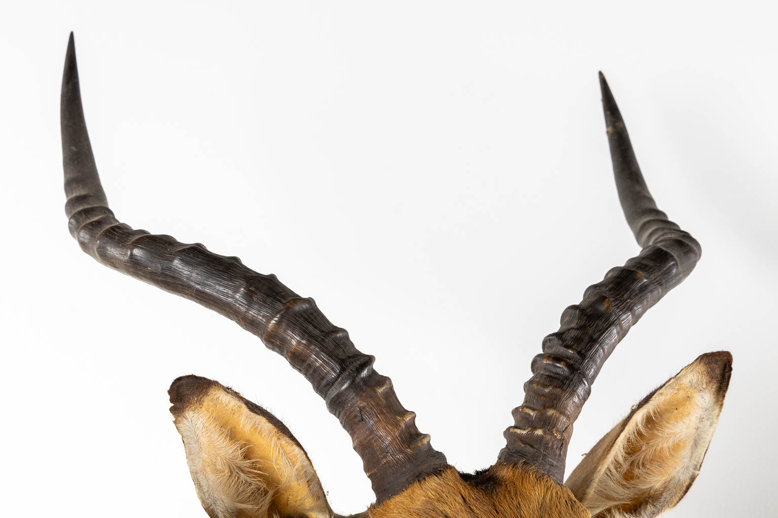 Taxidermy, Head of an Impala. (W:43 x H:82 cm)